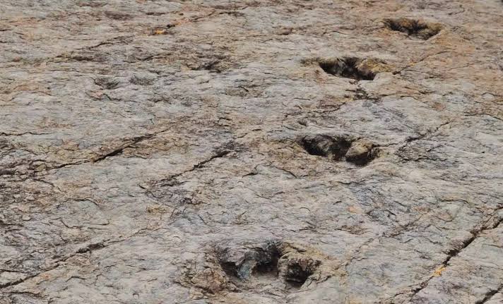 Scientists Found a Massive Dinosaur Footprint Site Around an Ancient Lake With Nearly 18,000 Tracks