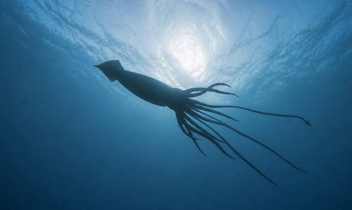 Giant Squid Detected off Western Australia in Stunning Deep-Sea Discovery