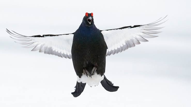 How to stop colour-blind grouse flying into ski lifts