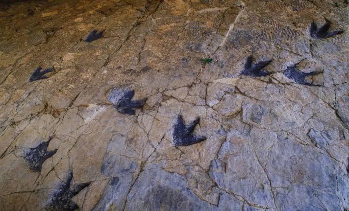 For 20 Years, No One Noticed This Ordinary School Rock Until Scientists Discovered 66 Dinosaur Footprints Hidden Inside