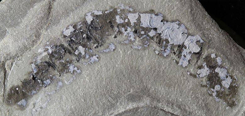 How ancient centipede ancestors conquered the Earth