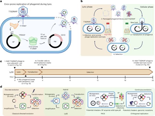 Bridging continuous and discrete evolution through a controllable, hypermutagenic phage-bacteria system