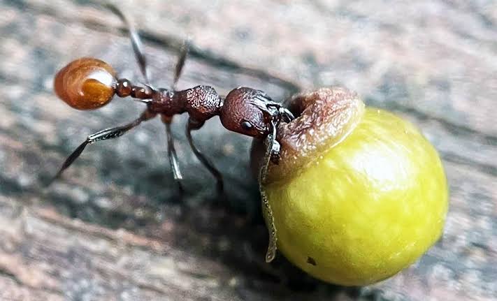 An 8-year-old boy's backyard discovery literally changed science forever