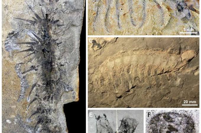 Strange 500-million-year-old marine fossils reveal a feeding strategy that still shapes oceans today