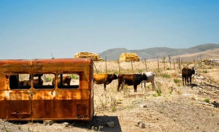 A Farmer Abandoned Five Cows on a Remote Island in 1871. 130 Years Later, Scientists Opened Their DNA and Froze