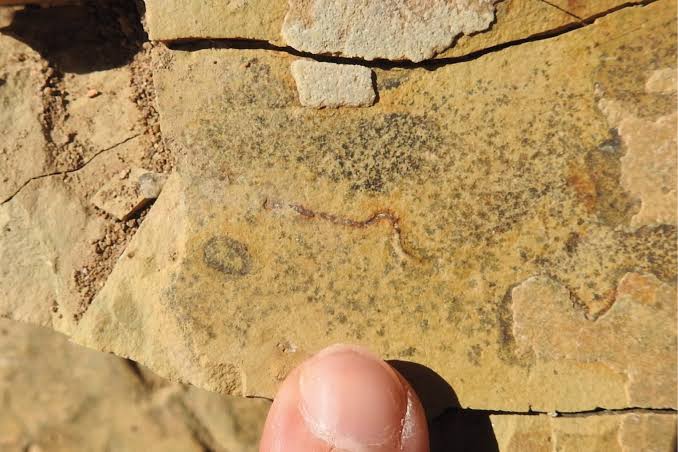 Study Claims 540-Million-Year-Old ‘Animal’ Fossils Are Something Else Entirely