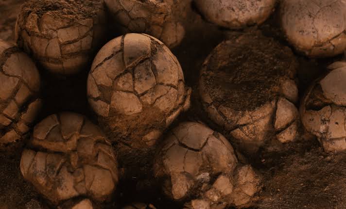 Hidden For Millions Of Years, These Tiny Fossil Eggs Could Rewrite The Origin Story Of Birds