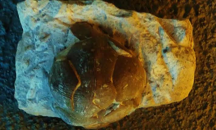 Scientists Found a Perfect and Strange Ball Structure Inside 80-Million-Year-Old Fossils That Shouldn’t Exist