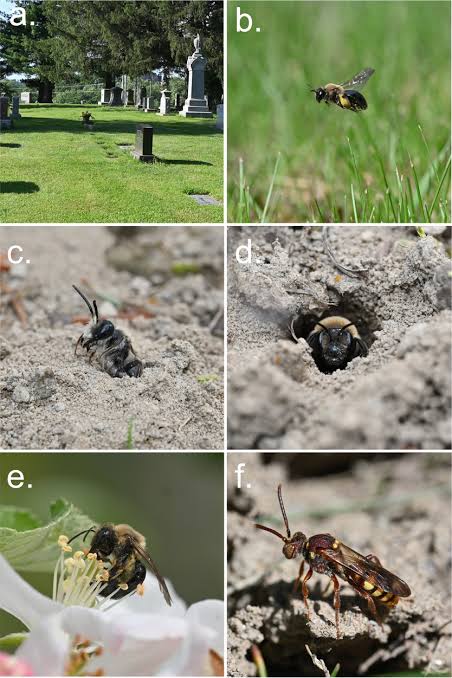 Ground-Nesting Bee Populations Don't Get Publicity But They're Everywhere
