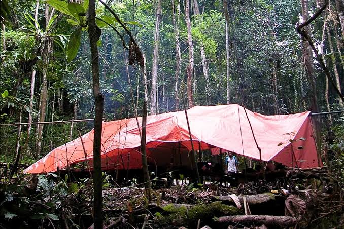 "Exceptional discovery." Animals thought extinct for 6,000 years found alive in Indonesian rainforest