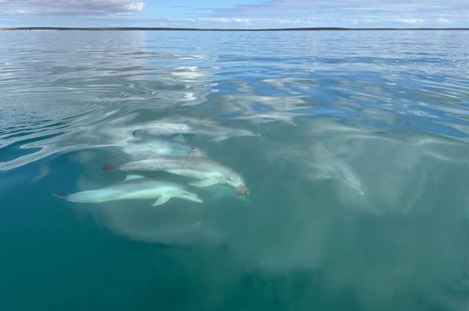 Both bonobos and dolphins form unexpected alliances with 'outsiders'