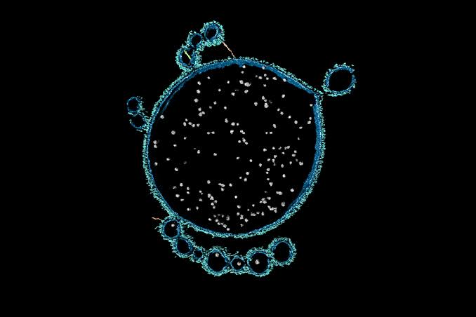 ‘First contact’ that may have led to complex life on Earth finally witnessed by scientists