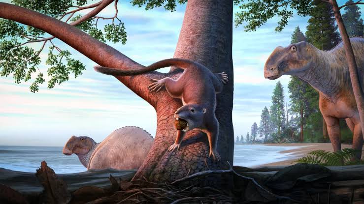 This tiny mammal survived the dinosaur apocalypse and changed life on Earth