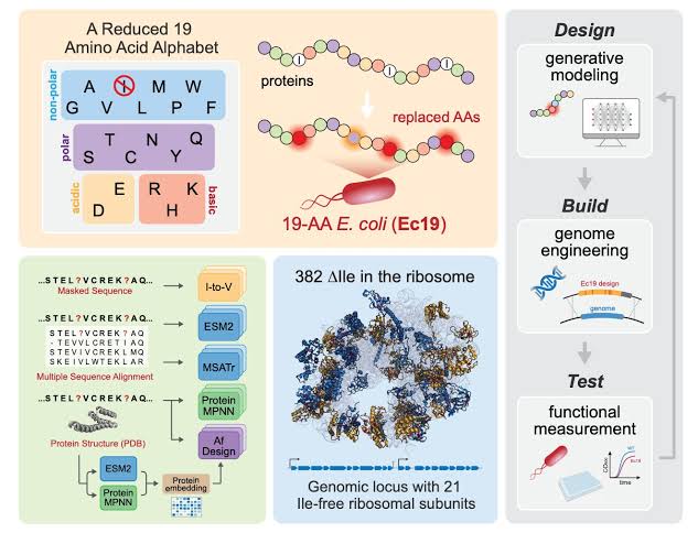 Life with one less: Engineered bacteria break the 20-amino-acid rule