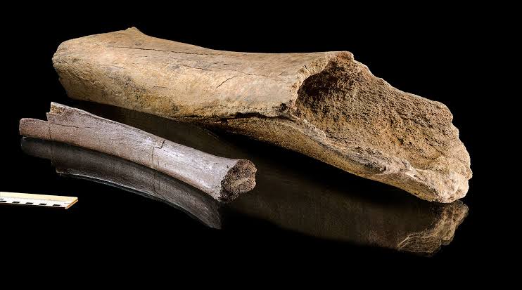 Were Neanderthals able to hunt elephants? The proof is in an ancient bone