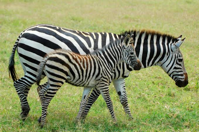 Human childbirth is not uniquely difficult among mammals