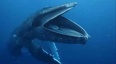 “Whales Do Watch People On A Boat”: Rare Humpback Whale Phenomenon “Gaping” Caught On Video – Scientists Aren’t Sure Why They Do It