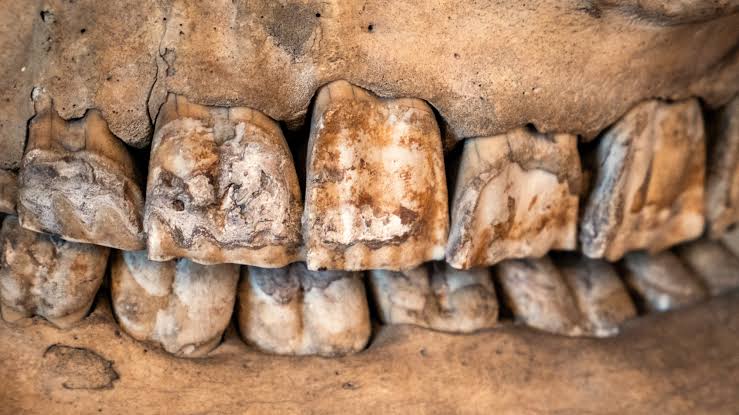 Scientists Just Figured Out Why Neanderthals Collected Rhino Teeth