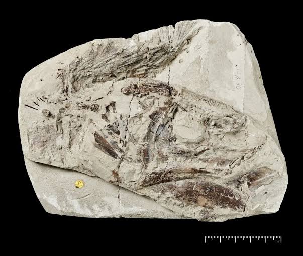 Missing link in evolution of ancient fish found in 150-year-old museum specimen