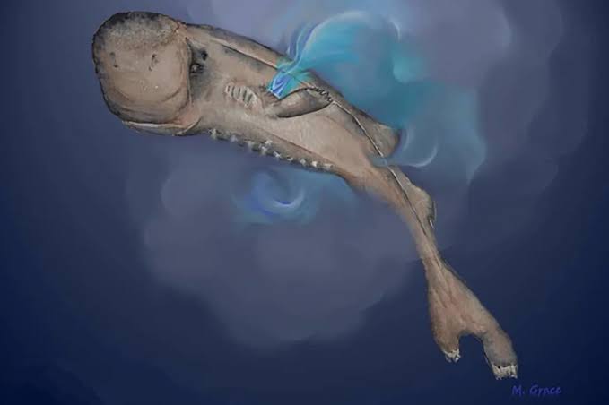 Meet the American Pocket Shark, the Tiny Bioluminescent Shark Found in the Gulf