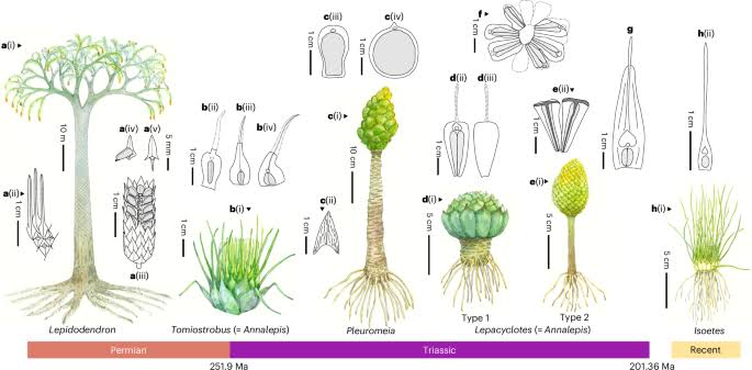 CAM photosynthesis may have conferred an advantage during the Permian–Triassic mass extinction event