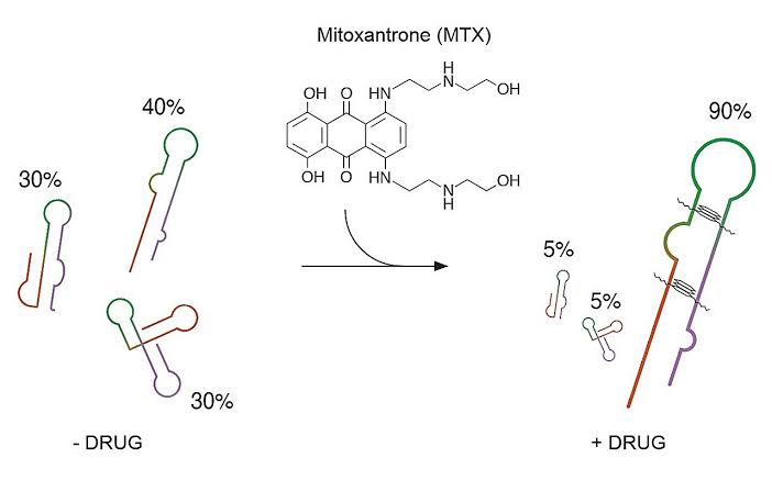 Binding to RNA is not enough—changing its shape is what makes a drug work, study reveals