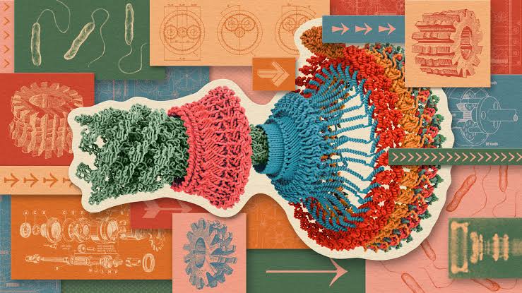 What Physical ‘Life Force’ Turns Biology’s Wheels?