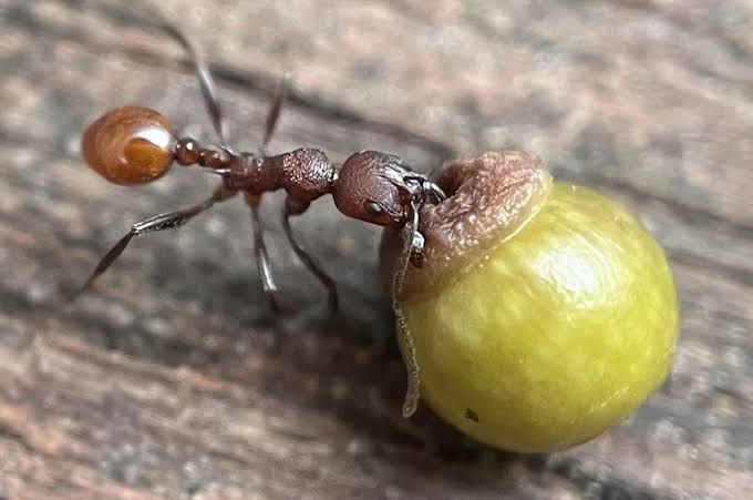 8-year-old boy's backyard discovery challenges scientific understanding of ants