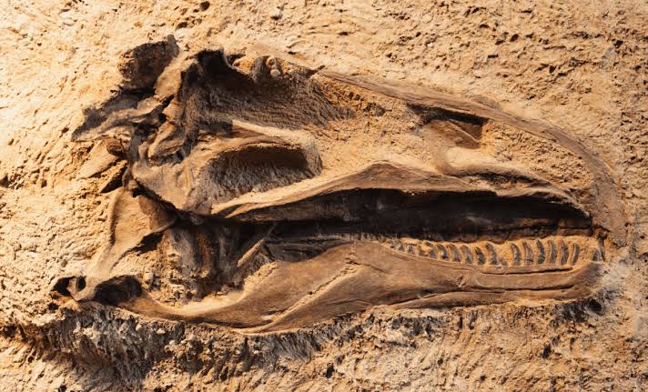 Student Discovers Rare New Carnivorous Dinosaur Species That Lived Long Before T. rex