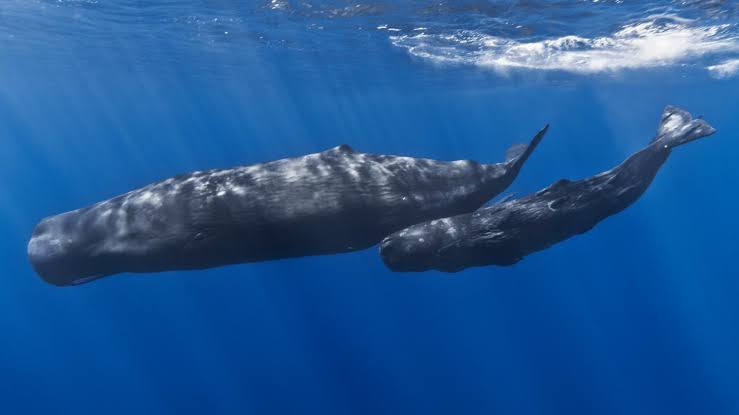 Sperm whale clicks follow similar rules to human speech