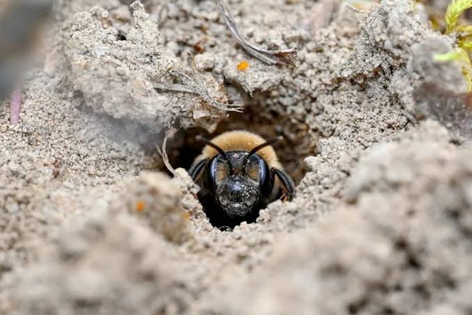 Over 5 million bees found under NY cemetery, one of largest colonies recorded