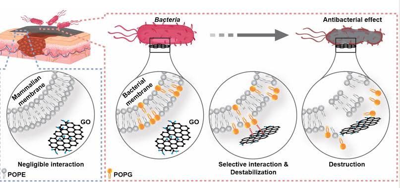 How graphene oxide kills bacteria while sparing human cells