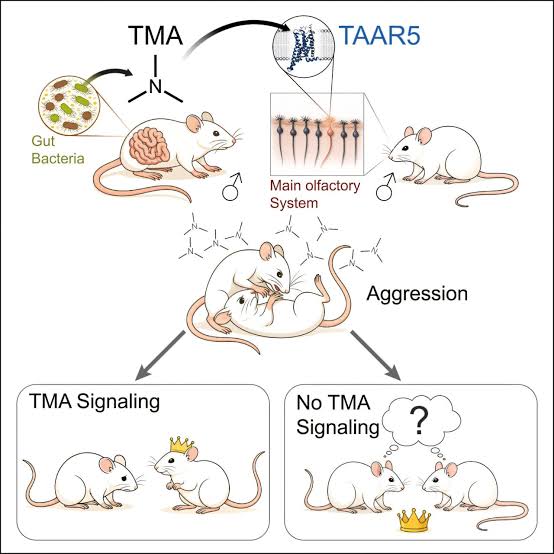Gut bacteria may influence social behavior through smell