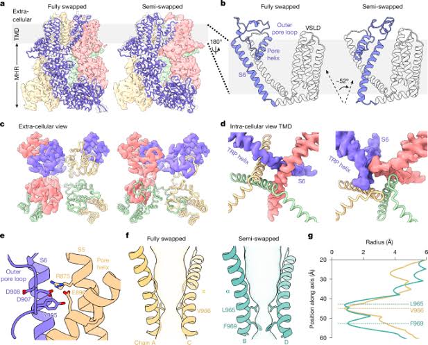 Structural energetics of cold sensitivity