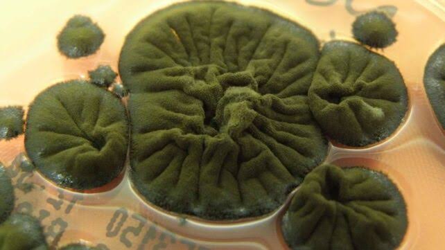 Chernobyl Fungus Seems to Have Evolved an Incredible Ability