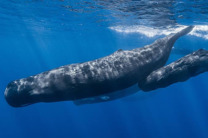Sperm Whales Speak With a Complex Alphabet and Even Have ‘Vowels,’ Study Finds