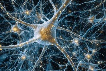 How Potassium Fluctuations Trigger Brain Receptors