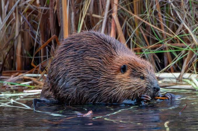 Beaver that bit ‘several people’ in New Jersey tests positive for rabies