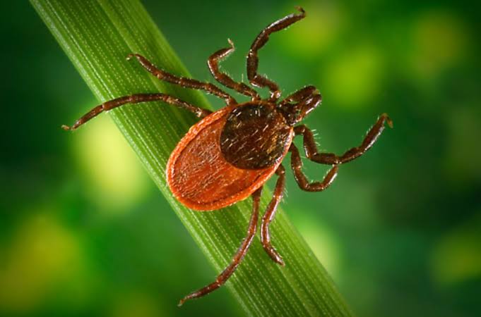 U.S. doctors warn of a potentially bad year for tick-borne diseases