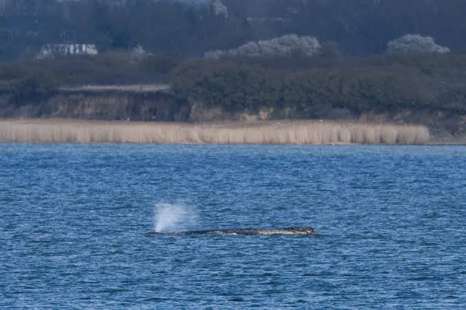 Stranded humpback whale in Germany's Baltic Sea weakens as hopes of its return to the Atlantic fade