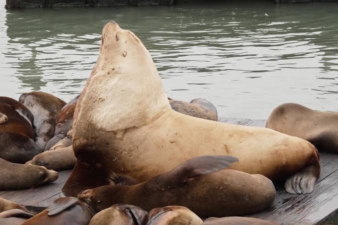 ‘Chonkers,’ the massive sea lion, is drawing crowds at San Francisco pier