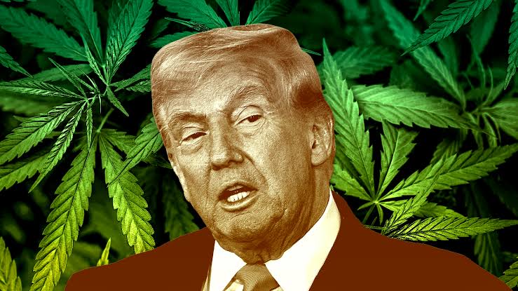Trump turns over new leaf in GOP drug policy with marijuana, psychedelics orders