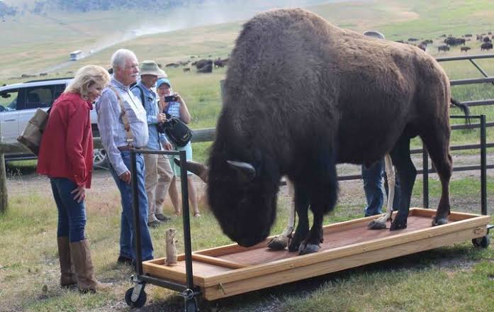 The Montana legacy of media-mogul-turned-conservationist Ted Turner