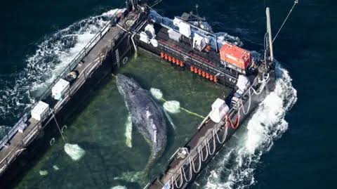 Whale carried by barge out of German waters after weeks stranded on coast